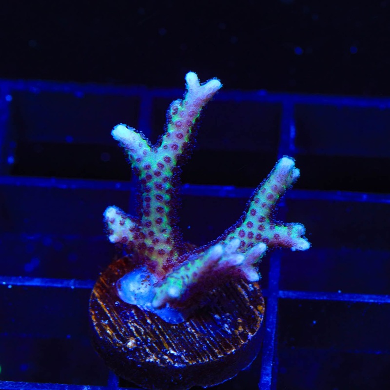 TSA Pink Tip Birdsnest Coral
