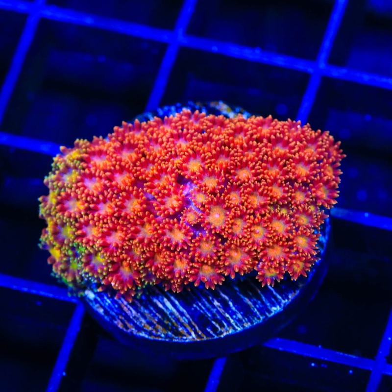 TSA Pop Rockz Goniopora Coral