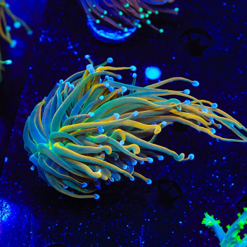 TSA Pot of Gold Torch Coral