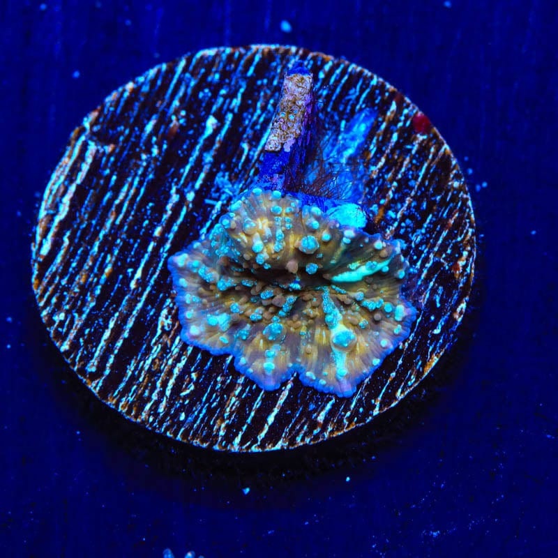 TSA Pumpkin Spice Mushroom Coral