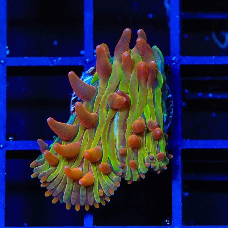 TSA Rainbow Blanka Diaseris Plate Coral