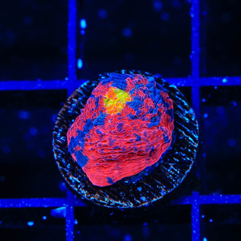 TSA Rainbow Explosion Chalice Coral