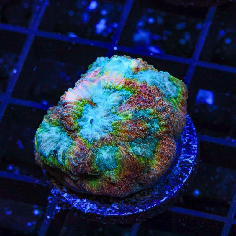 TSA Rainbow Favia Coral