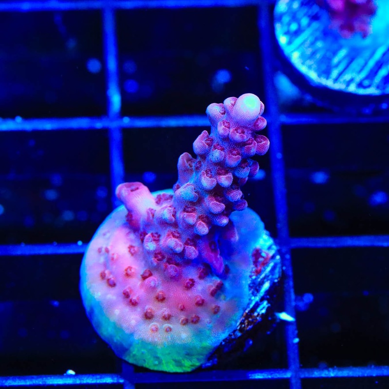 TSA Red Robin Acropora Coral