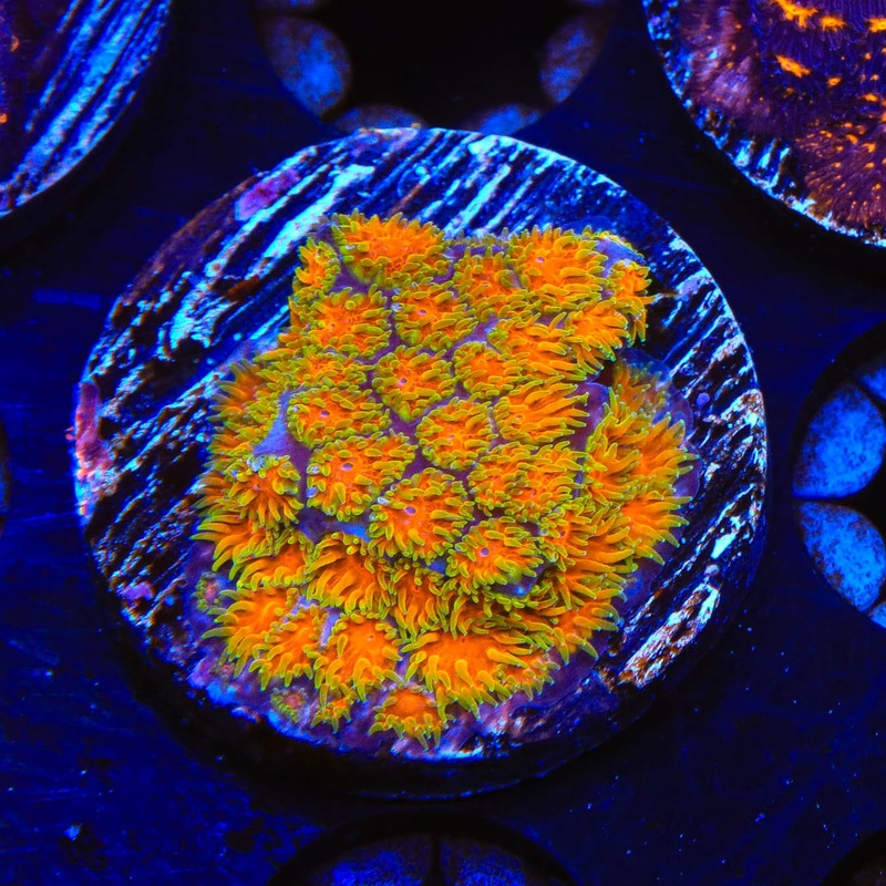 TSA Rising Sun Leptastrea Coral