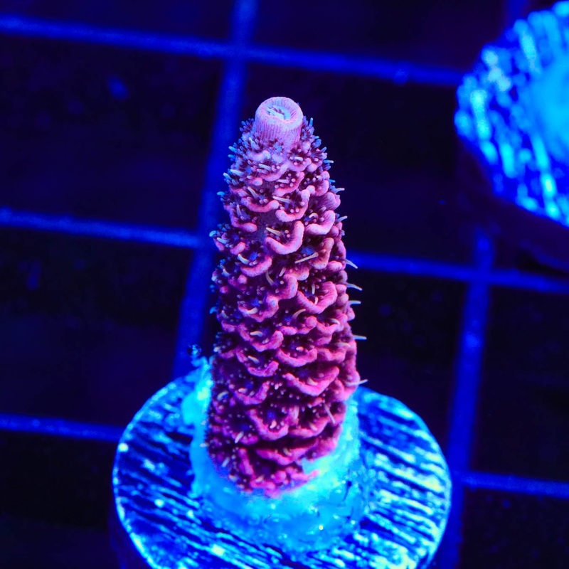 TSA Screamin Demon Millepora Acropora Coral