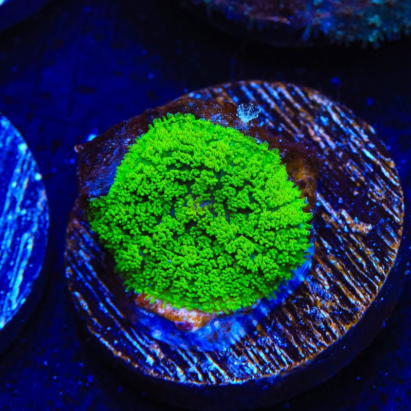 TSA Swamp Thing Rhodactis Mushroom Coral