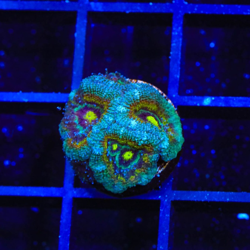 TSA Temple of Doom Acanthastrea Coral