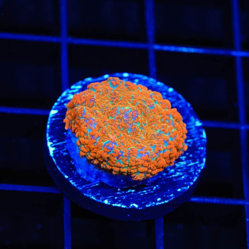TSA The Juice Rhodactis Mushroom Coral