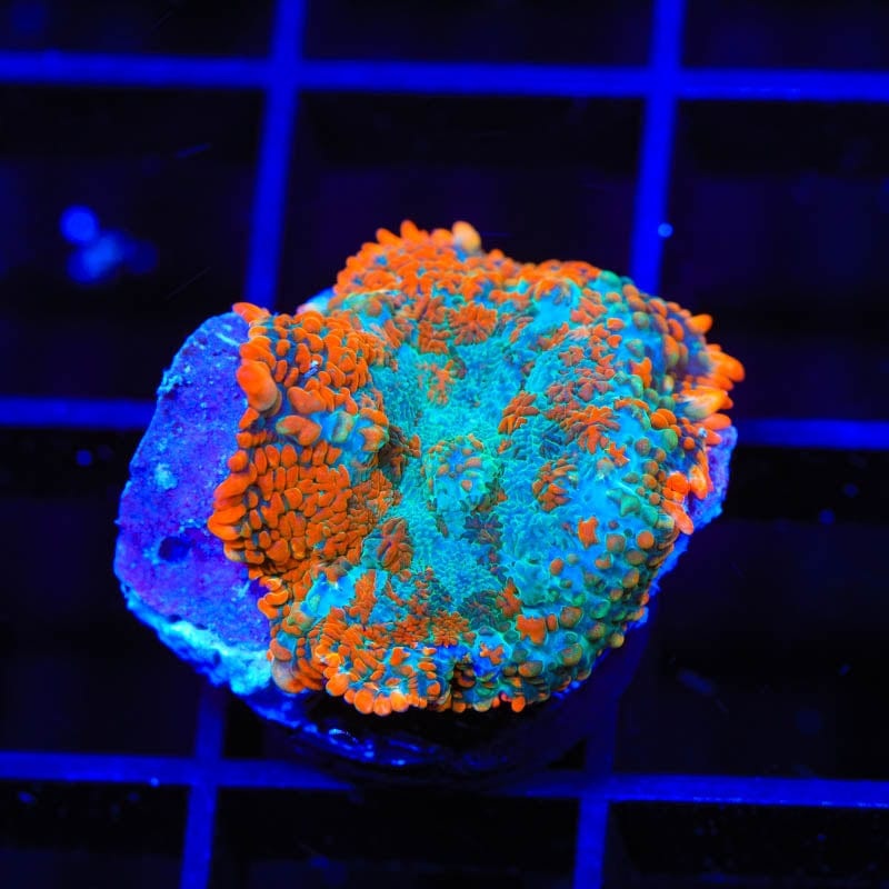 TSA Tide Pool Rhodactis Mushroom Coral