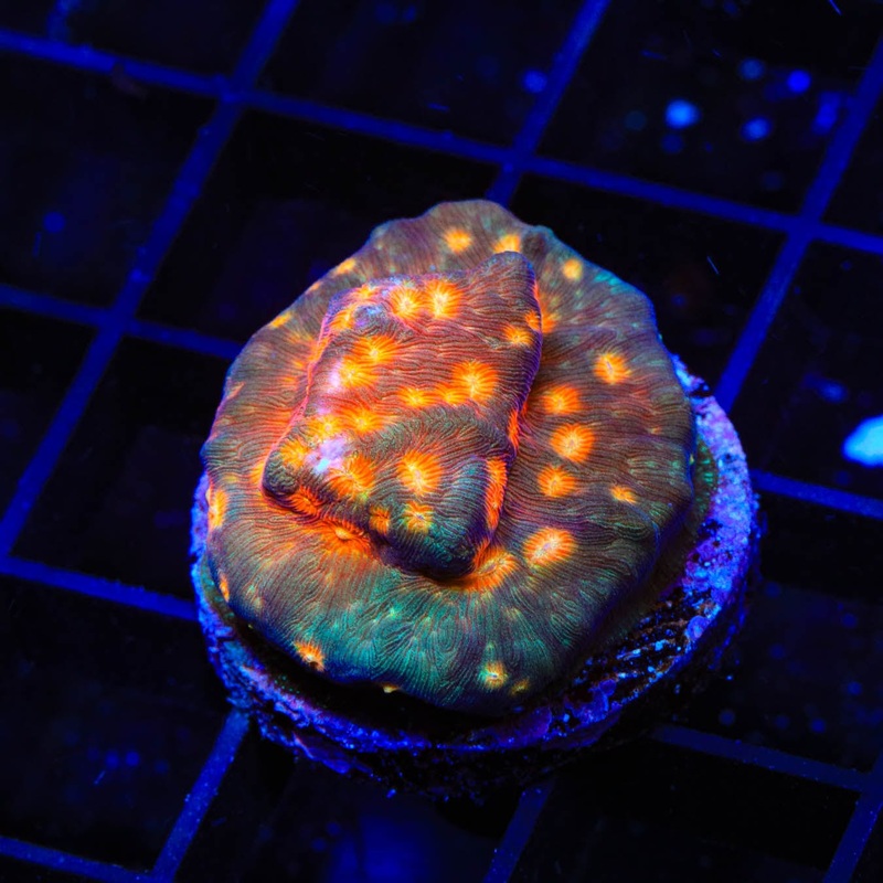 TSA Treasure Island Leptoseris Coral