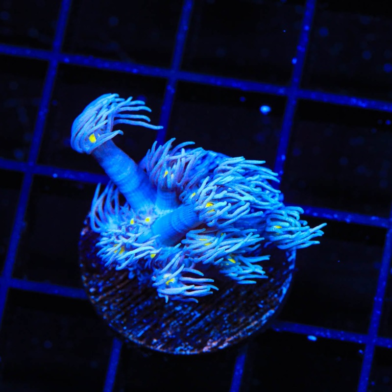 TSA Waluigi Goniopora Coral