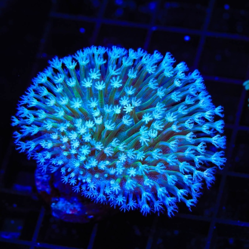 TSA Weeping Willow Toadstool Coral