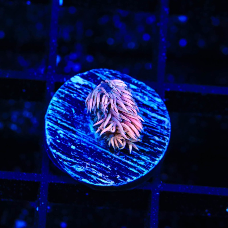 TSA Wonderere Goniopora Coral