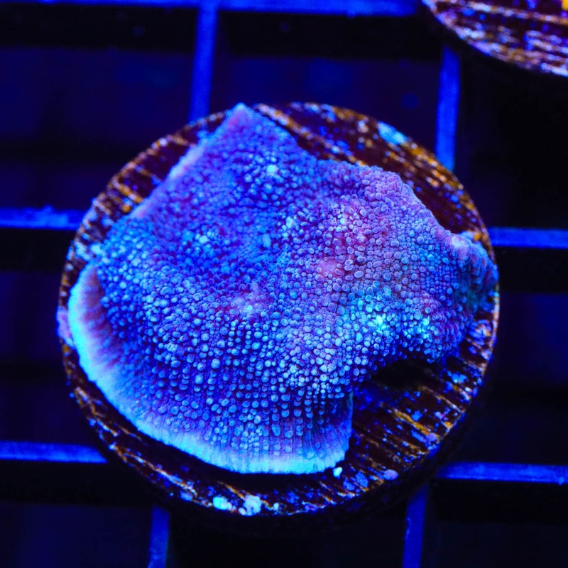 Tyree Blue Chalice Coral