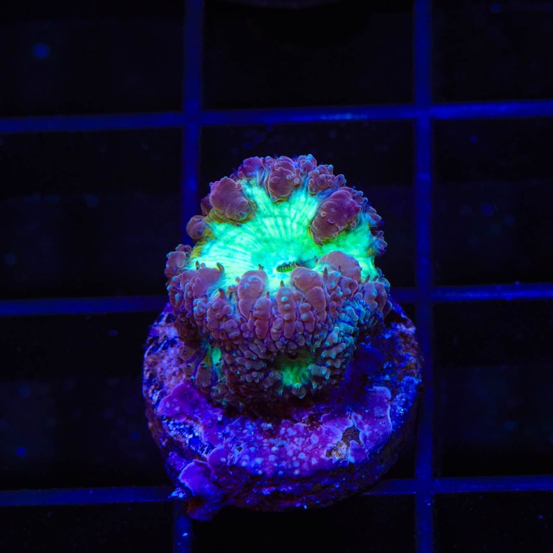 Ultra Blastomussa Coral
