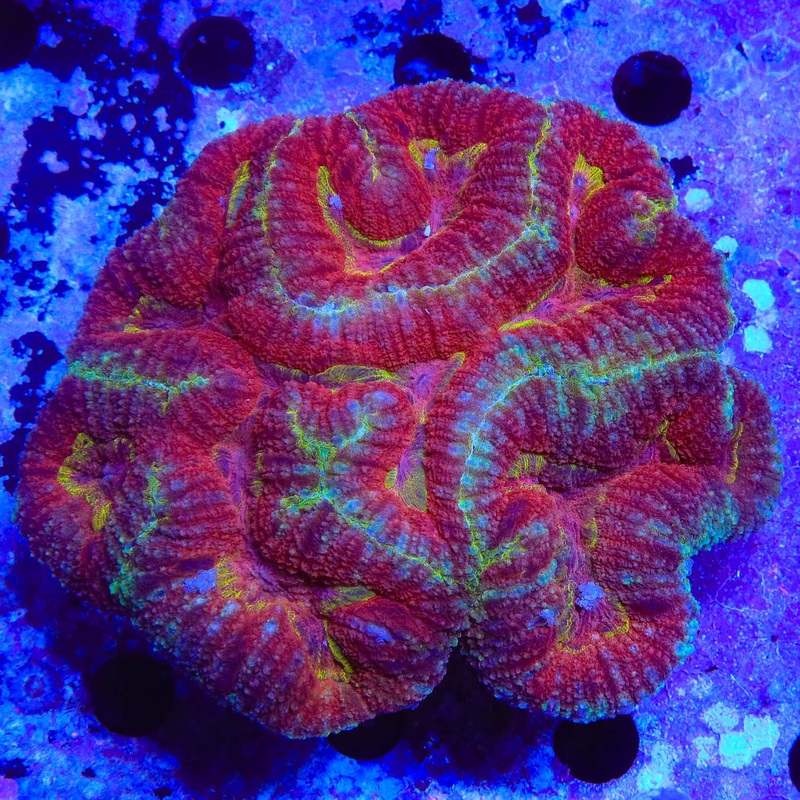 Ultra Lobophyllia Coral