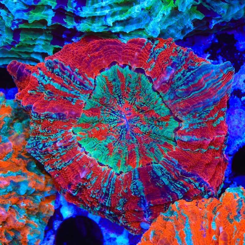 Ultra Rainbow Acanthophyllia Coral