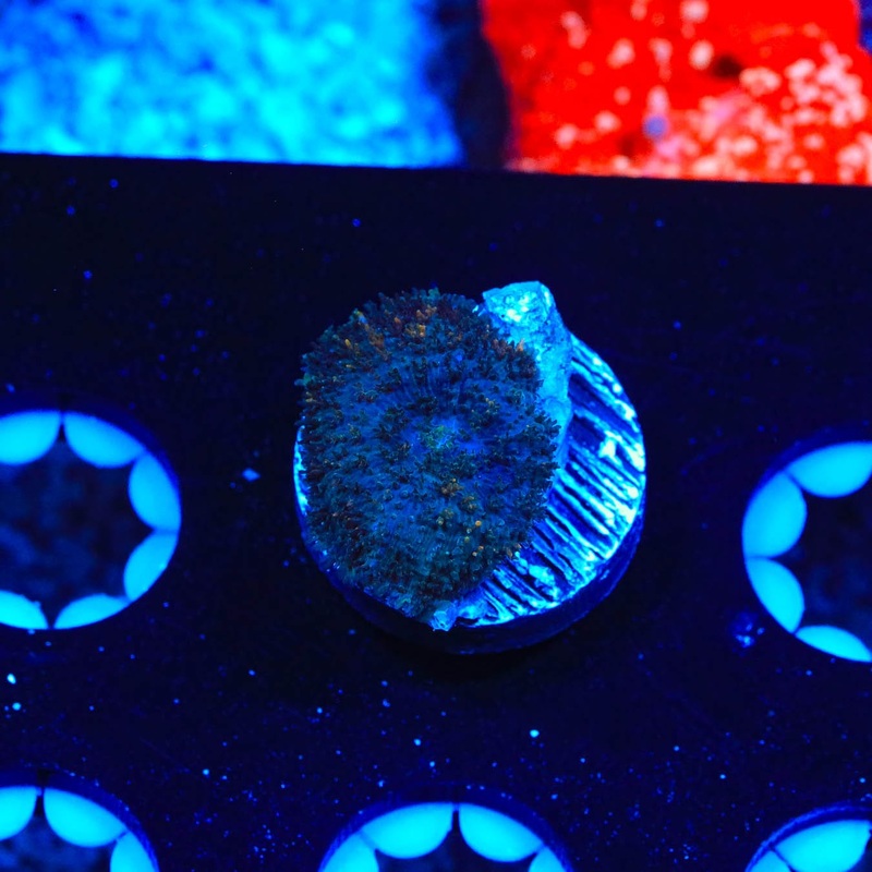 Ultra Rhodactis Mushroom Coral