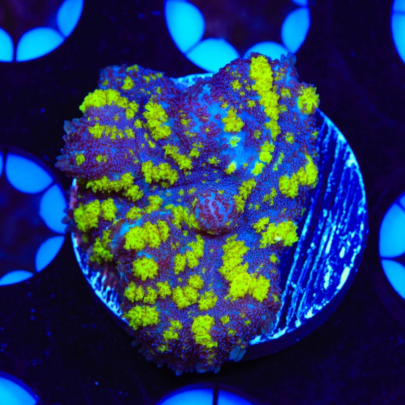 Uranium Bounce Mushroom Coral