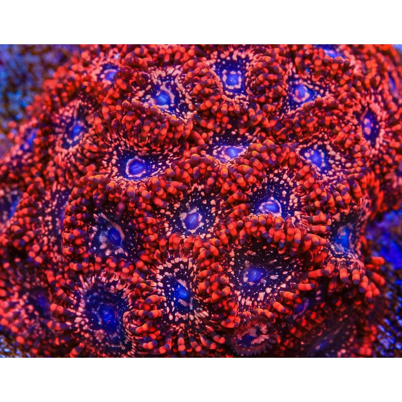 Utter Chaos Zoanthids Coral