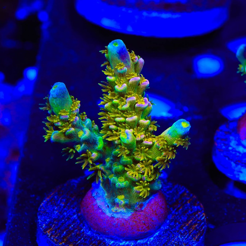 Walt Disney XL Large Plug Acropora Coral