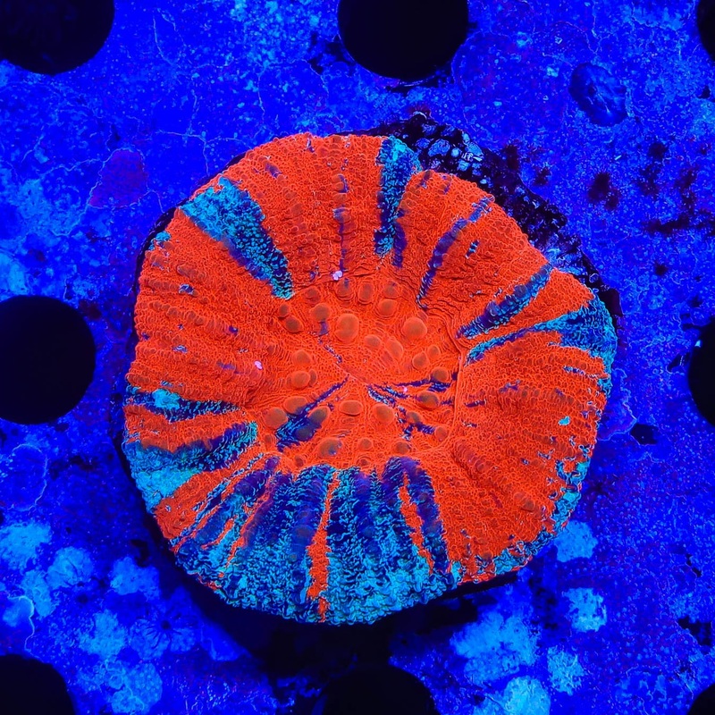 Warpaint Scolymia Coral