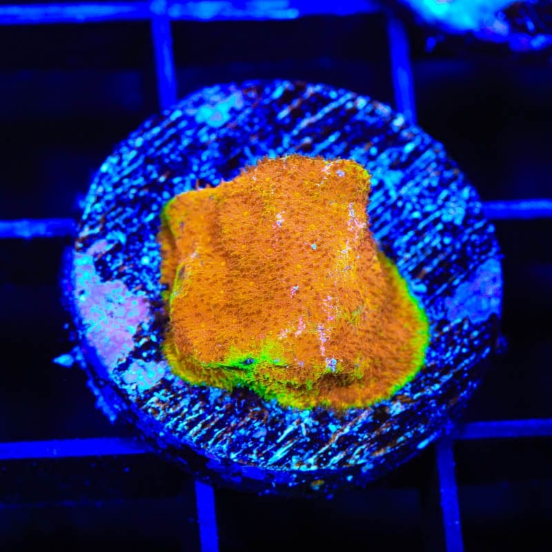 Watermelon Psammocora Coral