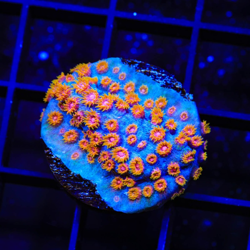WWC Bizarro Cyphastrea Coral