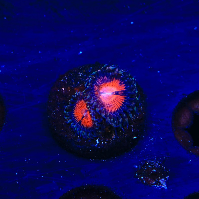 WWC Bloodsucker Zoanthids Coral