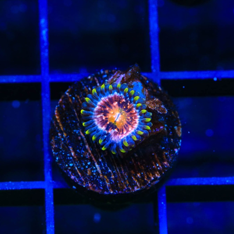WWC Nirvana Zoanthids Coral