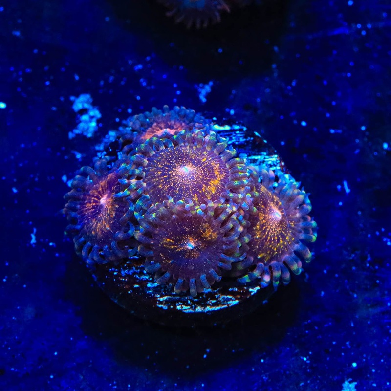 WWC Pandora Zoanthids Coral