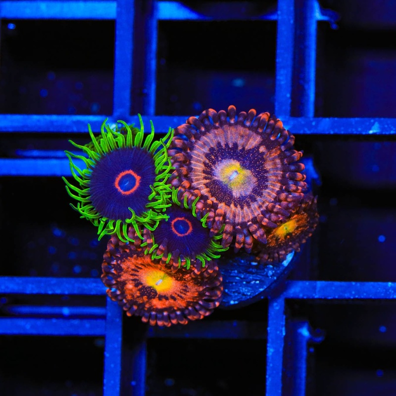 WWC Purple Hearts Combo Zoanthids Coral