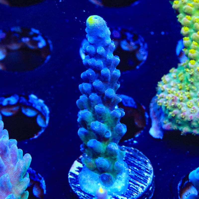 WWC Yellow Tip Acropora Coral