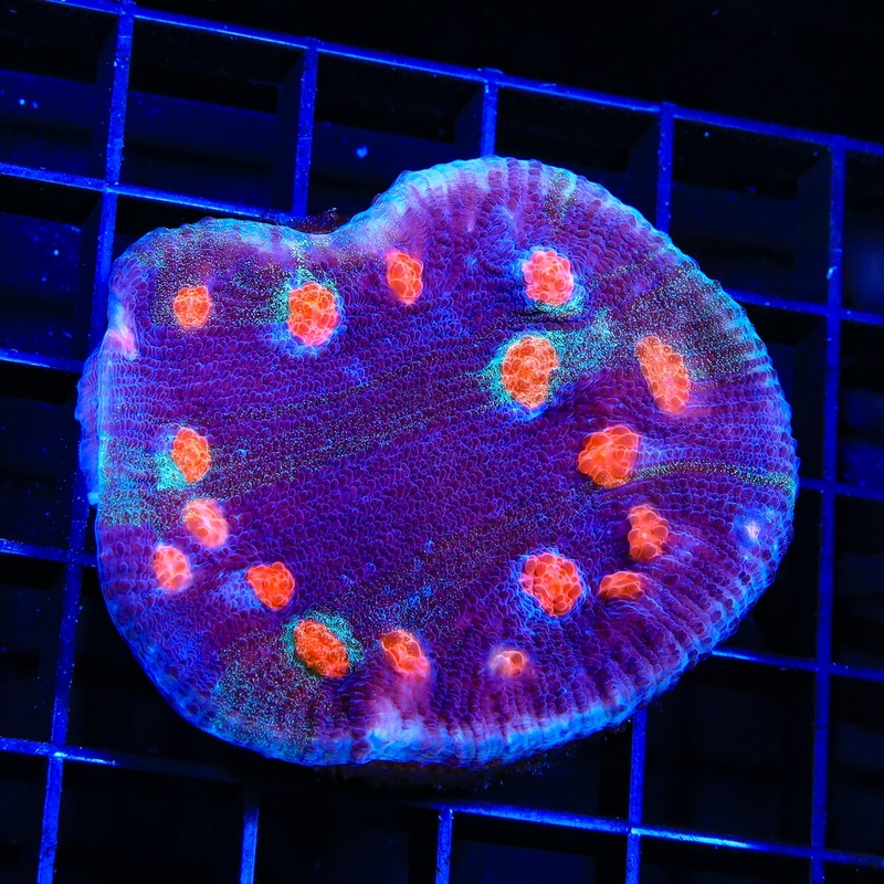 ACI Mike the Mycedium Chalice Colony Coral