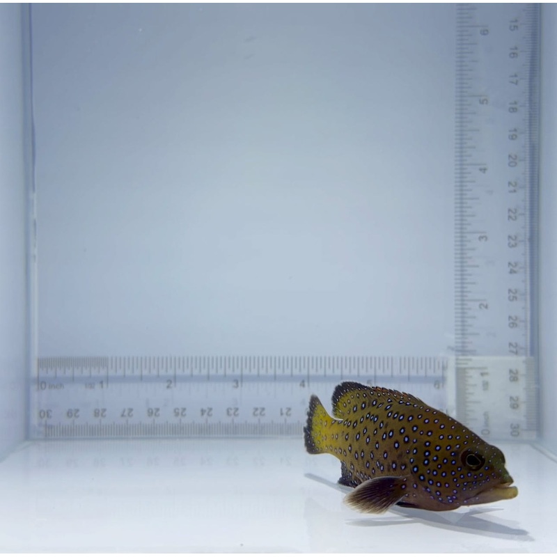 Blue Spotted Grouper Fish