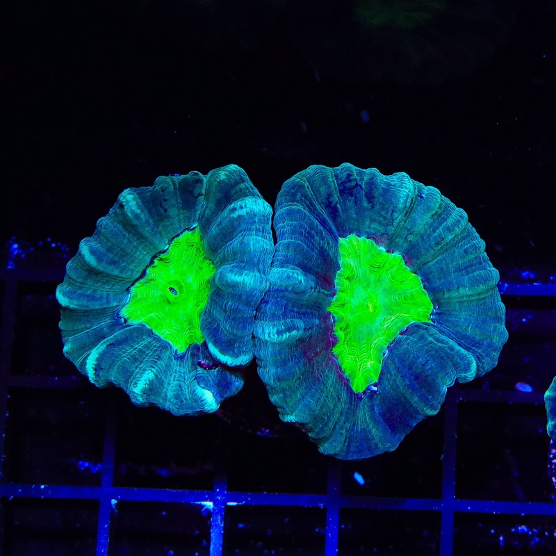 Bright Eye Candy Cane Coral