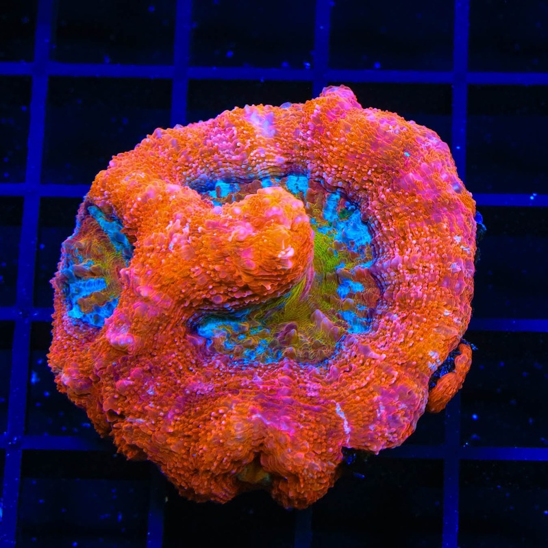 Crazy Rainbow Bowerbanki Coral
