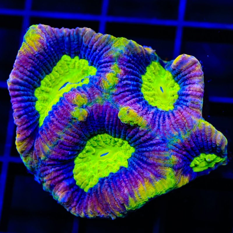 Draon Soul Favia Colony Coral