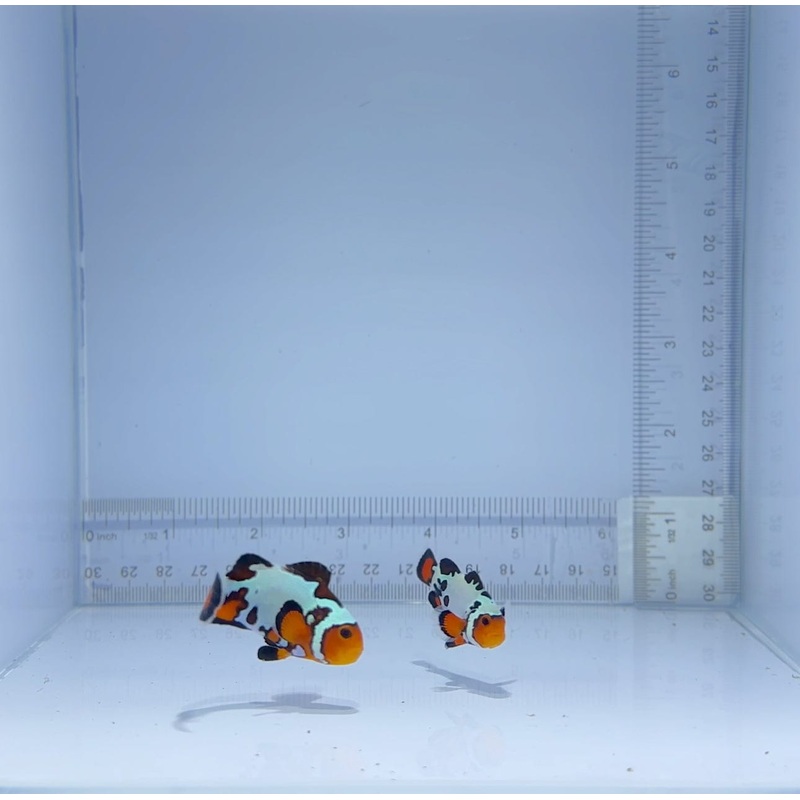 Extreme Black Ice Bullet Hole Clownfish Pair