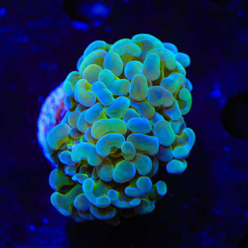 Fever Hammer Coral