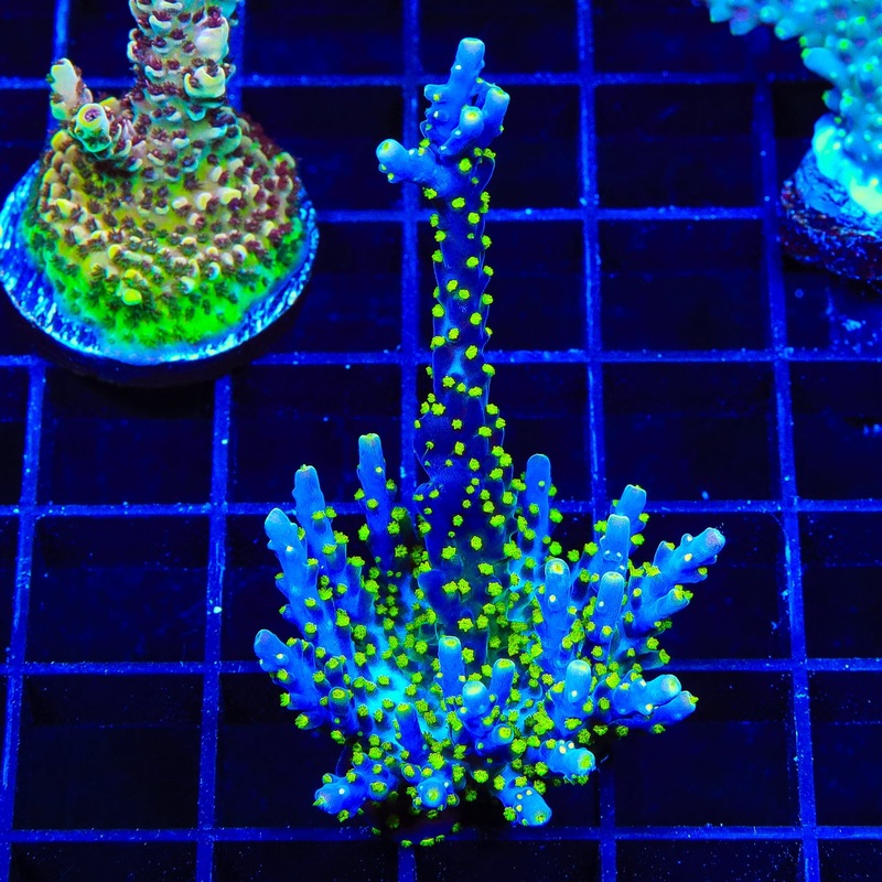 Garf Bonsai Acropora XL Frag Coral