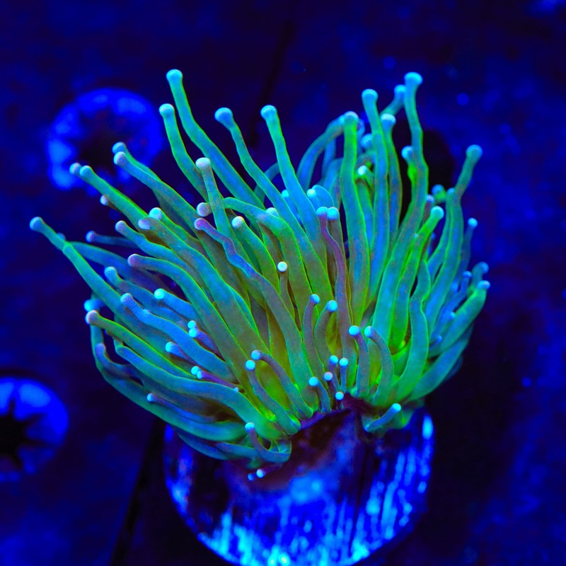 Grasshopper Torch Coral