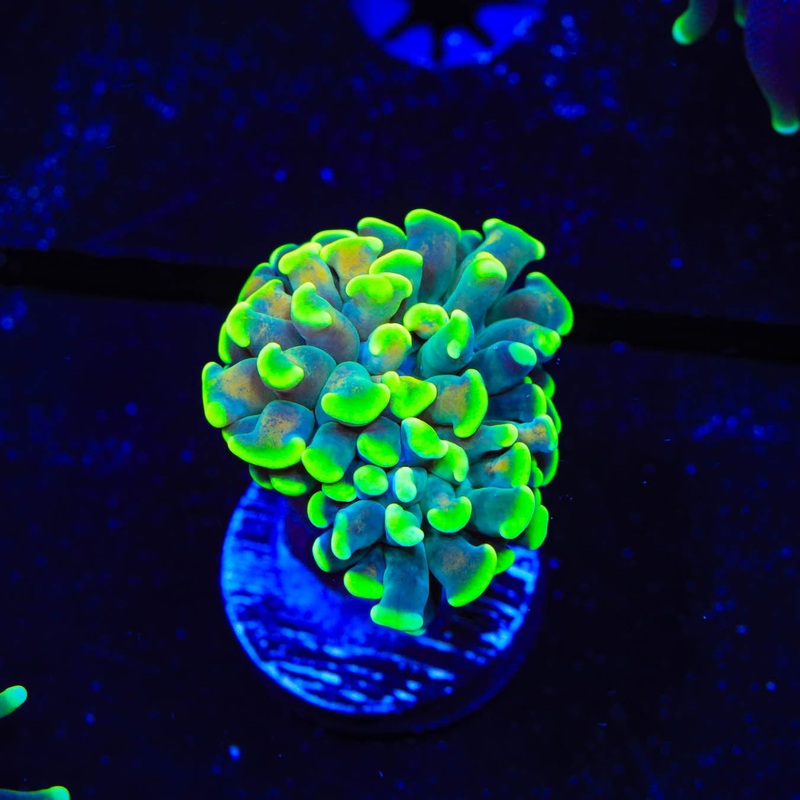 Green Highlighter Tip Hammer Coral