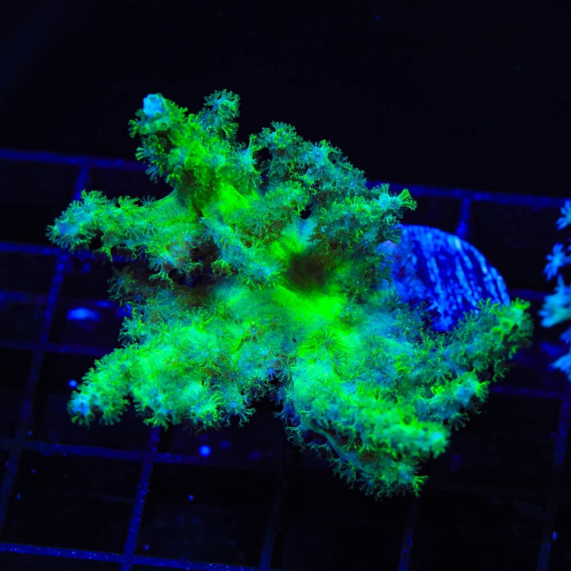 Highlighter Kenya Tree Coral