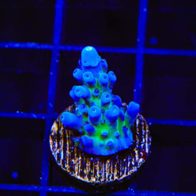 Jake Adams Immortal Tort Acropora Coral