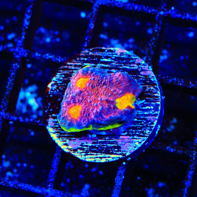 JF Crazy Fox Chalice Coral