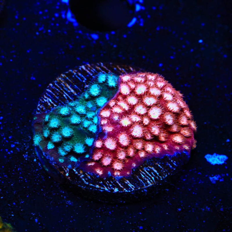 JF Fender Bender Cyphastrea Coral