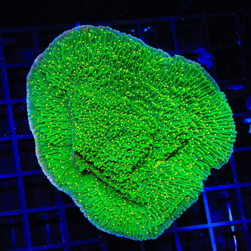 JF Pink Rim Montipora Colony Coral