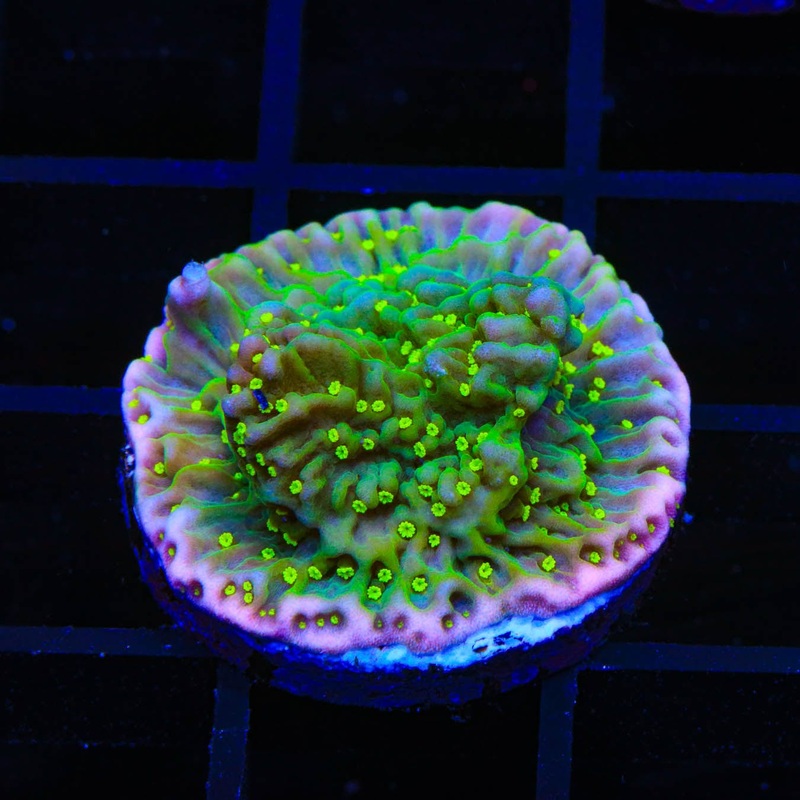 JF Pink Rim Montipora Coral